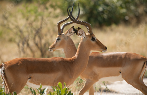 Fototapeta Naklejka Na Ścianę i Meble -  Two antelope with horns crossing