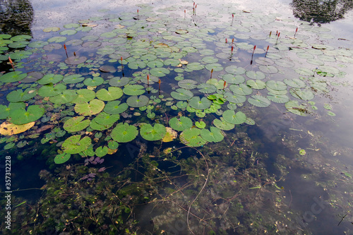 selective focus and partially blur of Taiping Lake Gardens which is located in Malaysia and one quarter of the country s tourist attractions. Reflection in water.