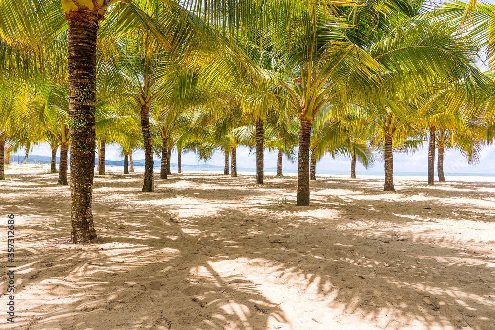 Coconut palm trees on white sandy beach near South China Sea on island of Phu Quoc, Vietnam. Travel and nature concept Coconut palm trees on white sandy beach near South China Sea on island of Phu Quoc, Vietnam. Travel and nature concept