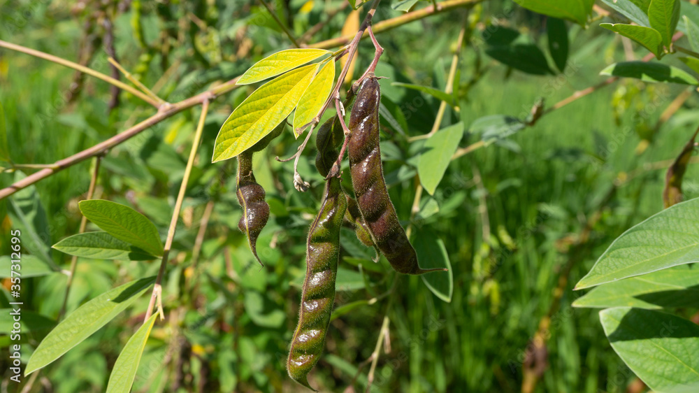 Obraz premium Cajanus cajan, is an annual (perennial) bean plant