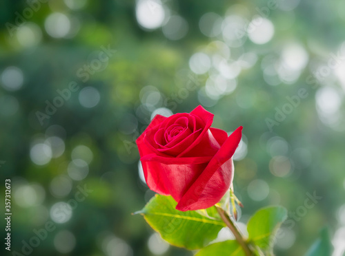 red rose with nature green bokeh red rose and background of bokeh