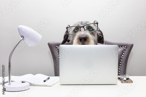 Dog Working on Computer From Home