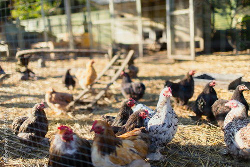 Slika na platnu Free range chickens outside coop