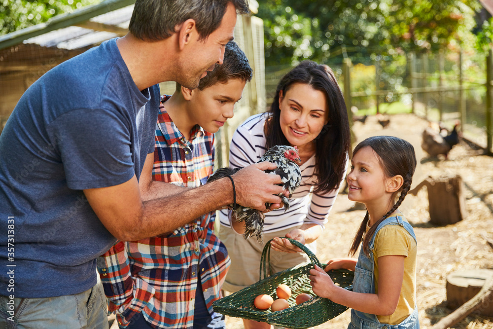 Obraz premium Family harvesting fresh eggs from chicken outside coop