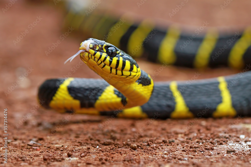Boiga dendrophila, ring gold snakes Boiga dendrophila, ring gold snakes