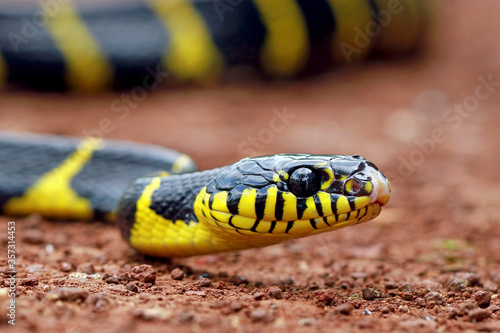 Boiga dendrophila, ring gold snakes