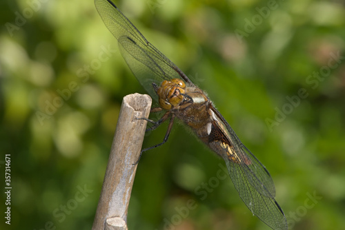 Female broad bodied chaser dragonfly grooms face while resting on bamboo, photo