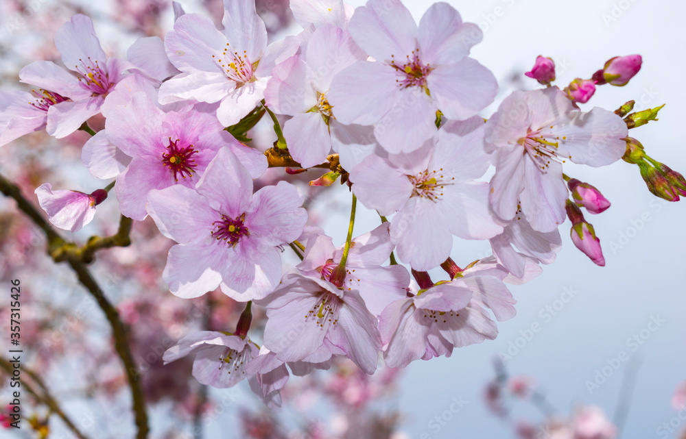 Blomming Pink Cherry Blossom Flowers at One Tree Hill Park, Auckland New Zealand; Sakura Flowers