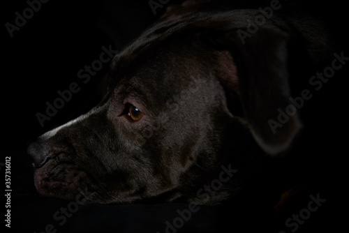 American pit bull terrier on dark background. Close up