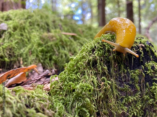 Yellow Banana Slug in Redwood Forest in North America. Natural habitat. Ariolimax dolichophallus. Pacific Banana Slug. California. USA photo