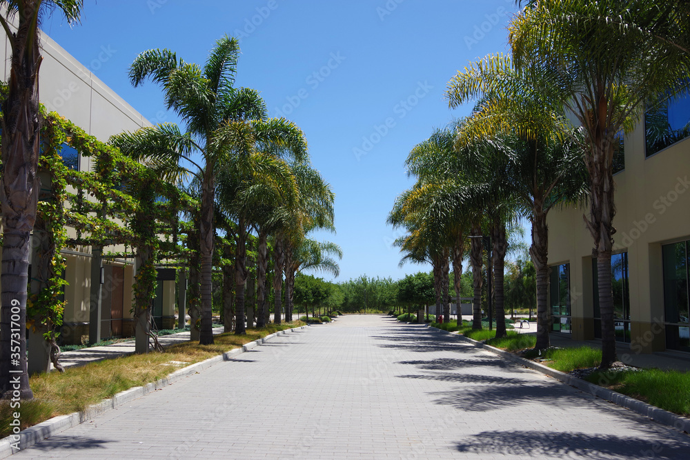 Empty driveway with palm trees between two office buildings Empty driveway with palm trees between two office buildings
