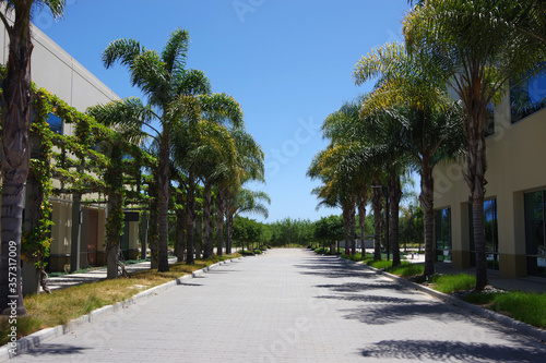 Empty driveway with palm trees between two office buildings