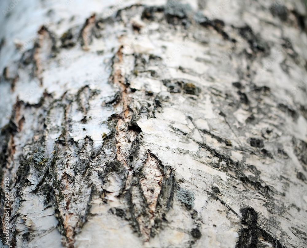 Black-white striped and cracked natural texture of russian birch bark Black-white striped and cracked natural texture of russian birch bark