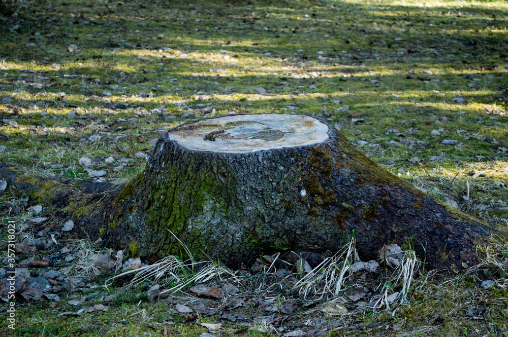 Old stump covered with moss stands in the forest