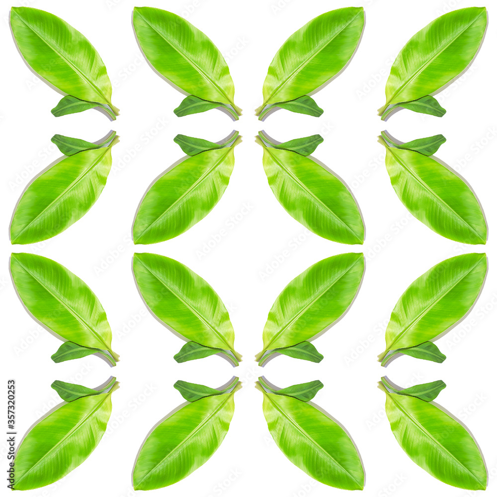 Fototapeta premium Ficus elastica leaf seamless pattern isolated on white backdrop. Organic tropical herb, eco decoration.