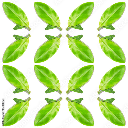 Ficus elastica leaf seamless pattern isolated on white backdrop. Organic tropical herb  eco decoration.