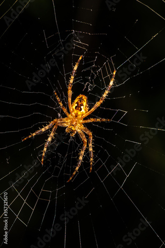 Close-up of a European Garden Spider (Araneus diadematus) © Hanjo Hellmann