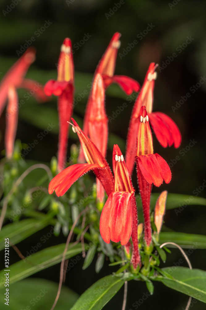 Brazilian Shrimp Plant (Justicia brasiliana)