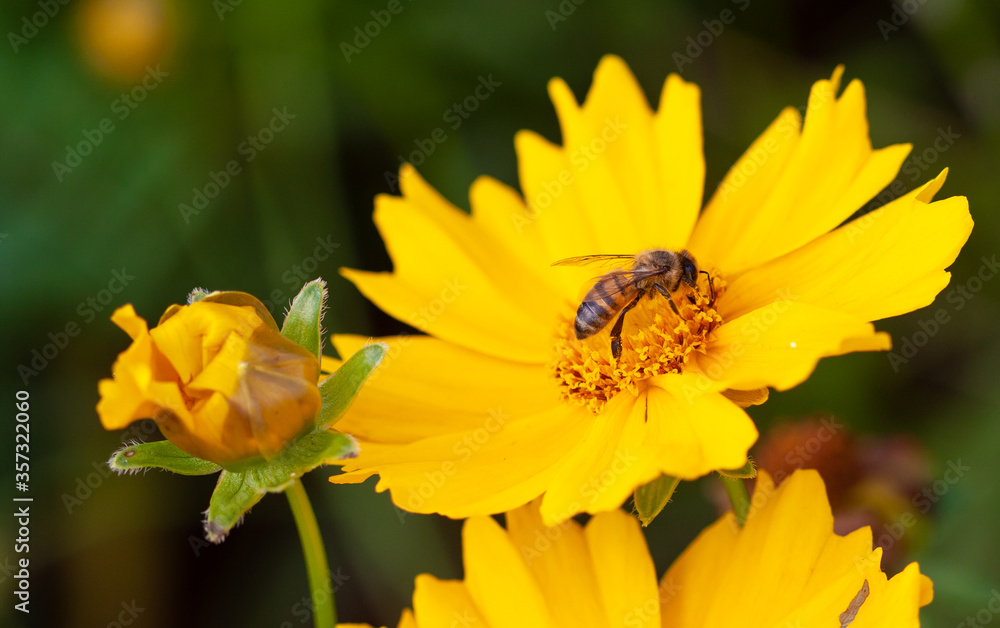 Bee collecting pollen to make honey. Bee collecting pollen to make honey.