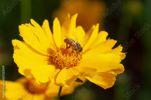 Bee collecting pollen to make honey.