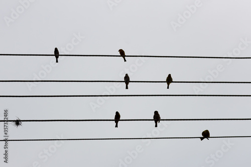 birds on an electric cable