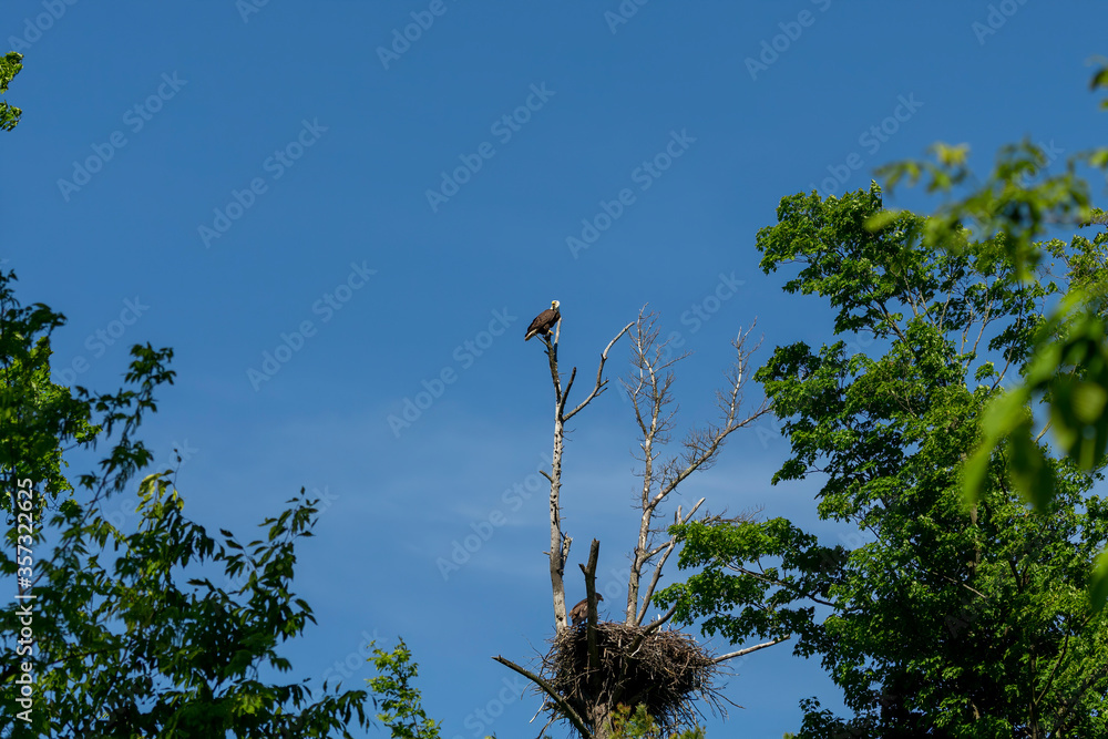 Bald eagle nest with young .Natural scene from Wisconsin state park. Bald eagle nest with young .Natural scene from Wisconsin state park.