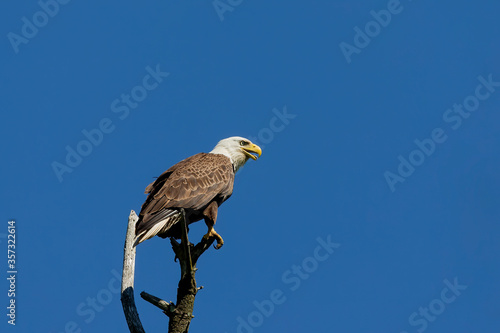 Female Bald eagle sitting near nest