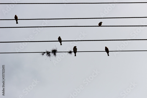 birds on an electric cable