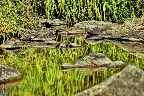 Reflection of lush green grass on a Stream at Kuruwa island photo