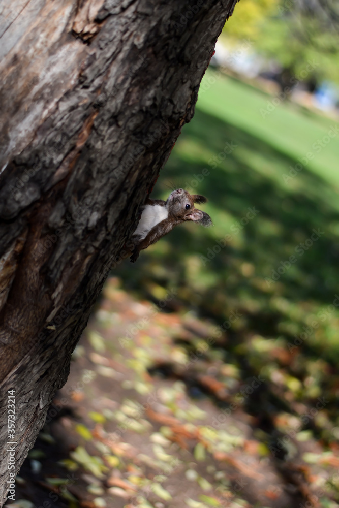A wild squirrel climbing a tree in a park A wild squirrel climbing a tree in a park