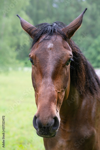 Beautiful brown horse portrait © agephotography