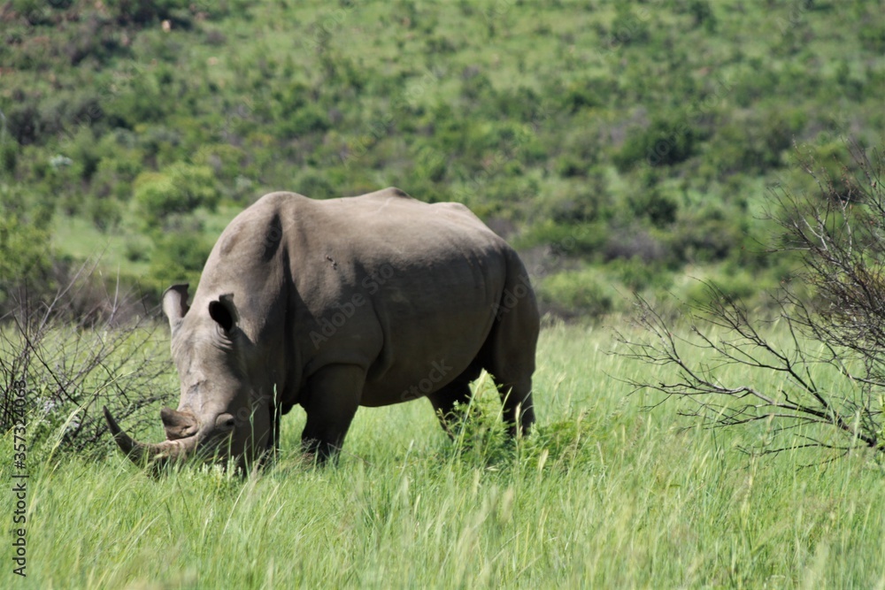 Fototapeta premium A white rhino in the african bush