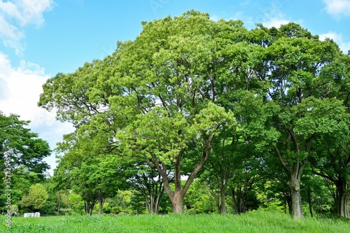 Wallpaper Mural 青空バックの新緑のクスノキ Torontodigital.ca