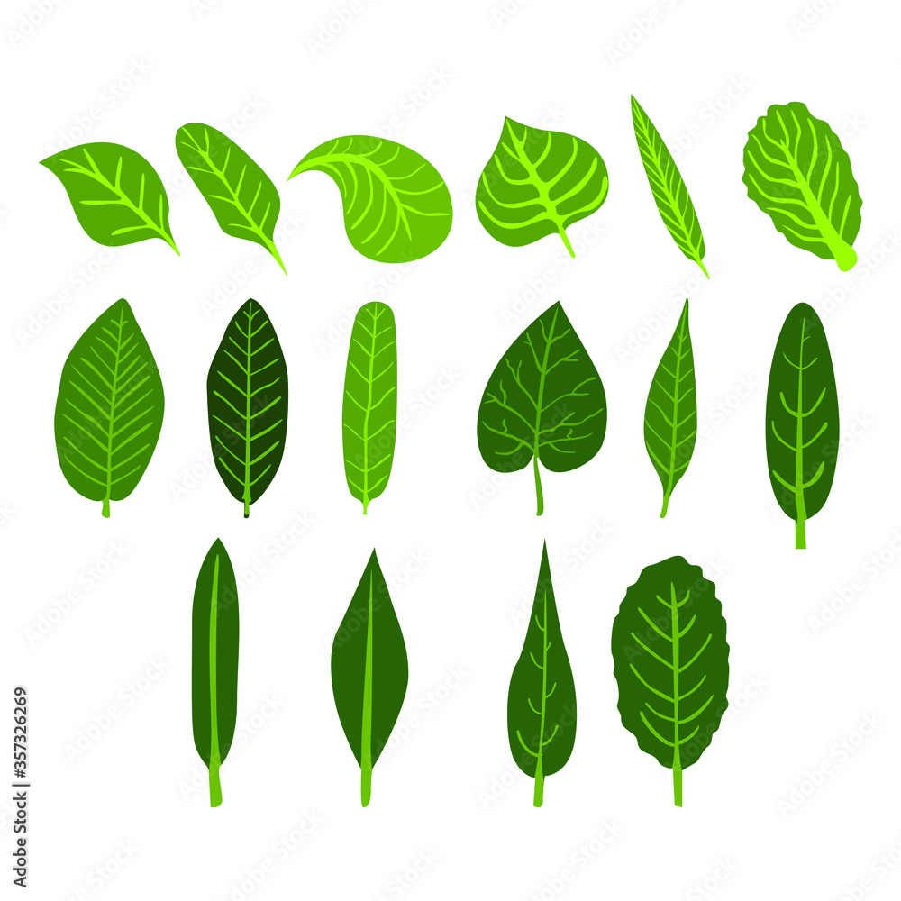 Set of Simple Vector a Leaf in Green Set of Simple Vector a Leaf in Green