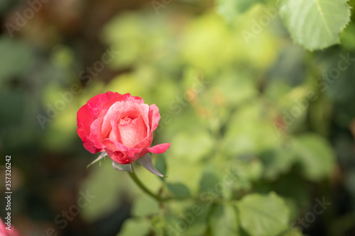 Wallpaper Mural Roses in the garden Torontodigital.ca