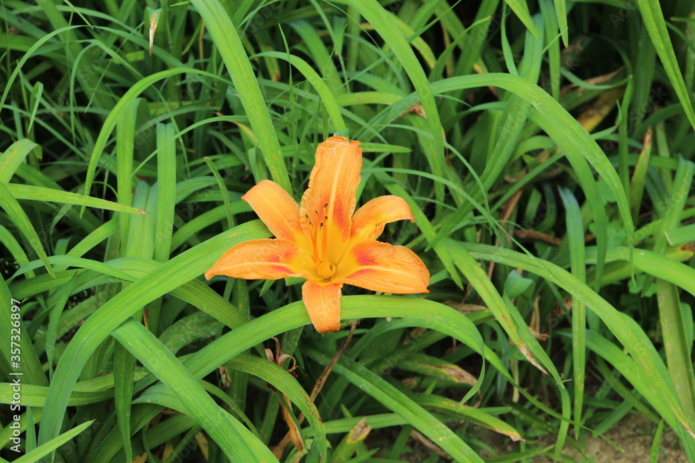 Light Orange Lily Light Orange Lily