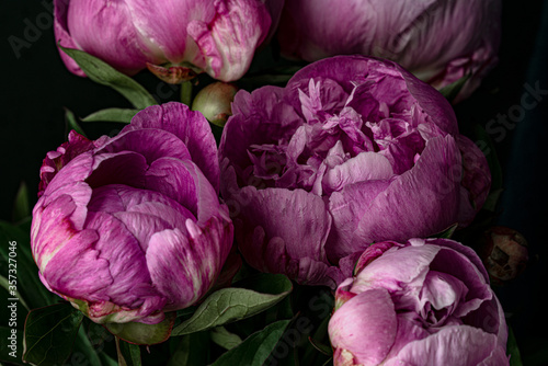 Fototapeta Naklejka Na Ścianę i Meble -  
Bouquet of pink peonies close up on a dark background