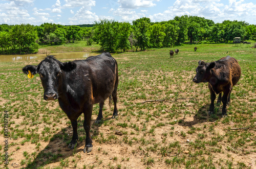 Cows in a pasture in Texas
