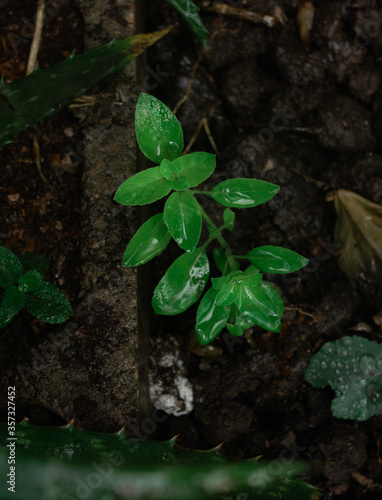 Huerta en casa en cuarentena albahaca 