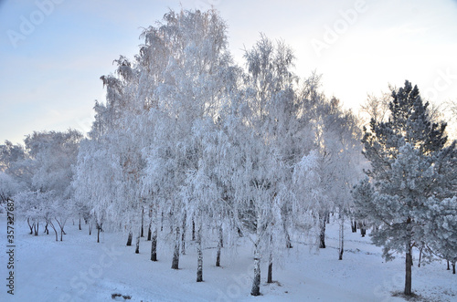 Wallpaper Mural Trees covered with hoarfrost in the first rays of the sun Torontodigital.ca