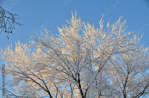 Trees covered with hoarfrost in the first rays of the sun