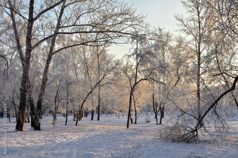 Trees covered with hoarfrost in the first rays of the sun Trees covered with hoarfrost in the first rays of the sun