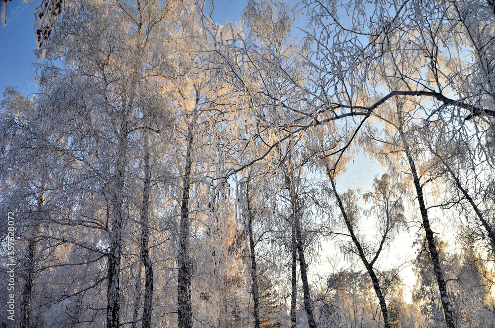 Trees covered with hoarfrost in the first rays of the sun Trees covered with hoarfrost in the first rays of the sun