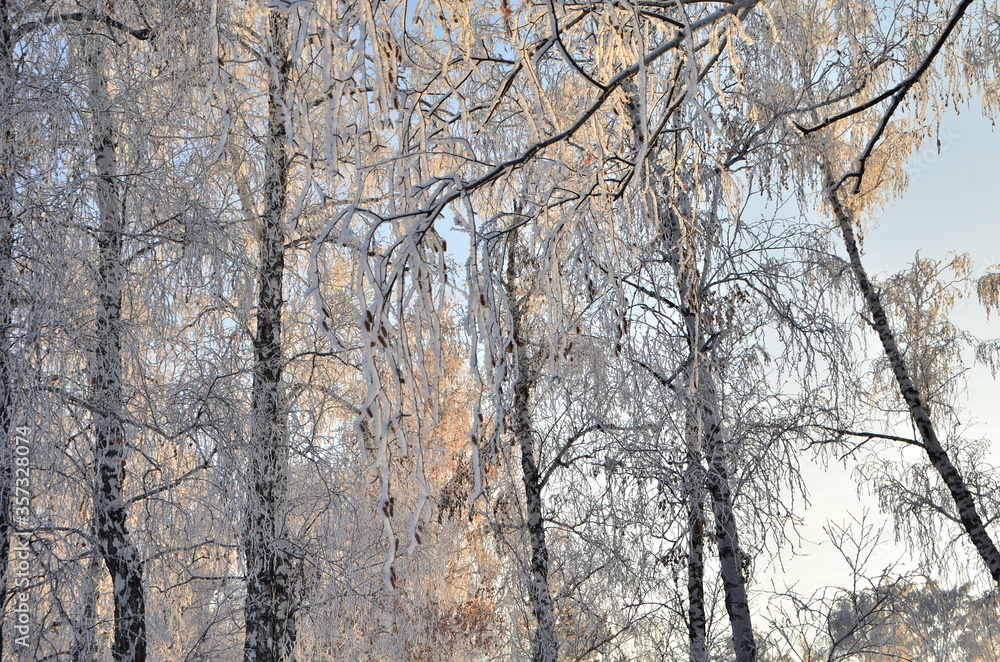 Trees covered with hoarfrost in the first rays of the sun Trees covered with hoarfrost in the first rays of the sun