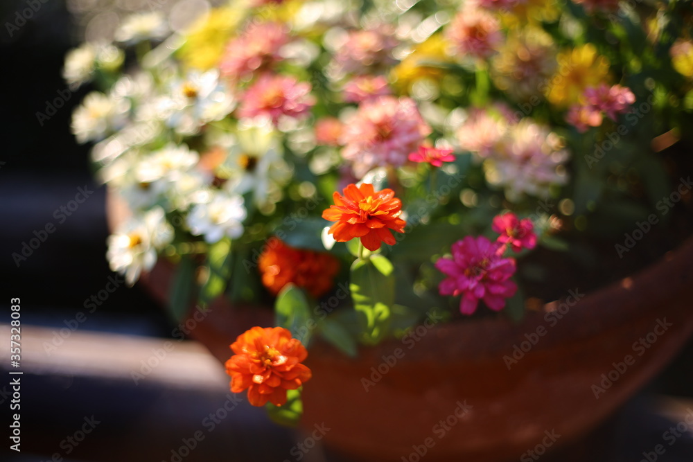 flowers in a garden flowers in a garden