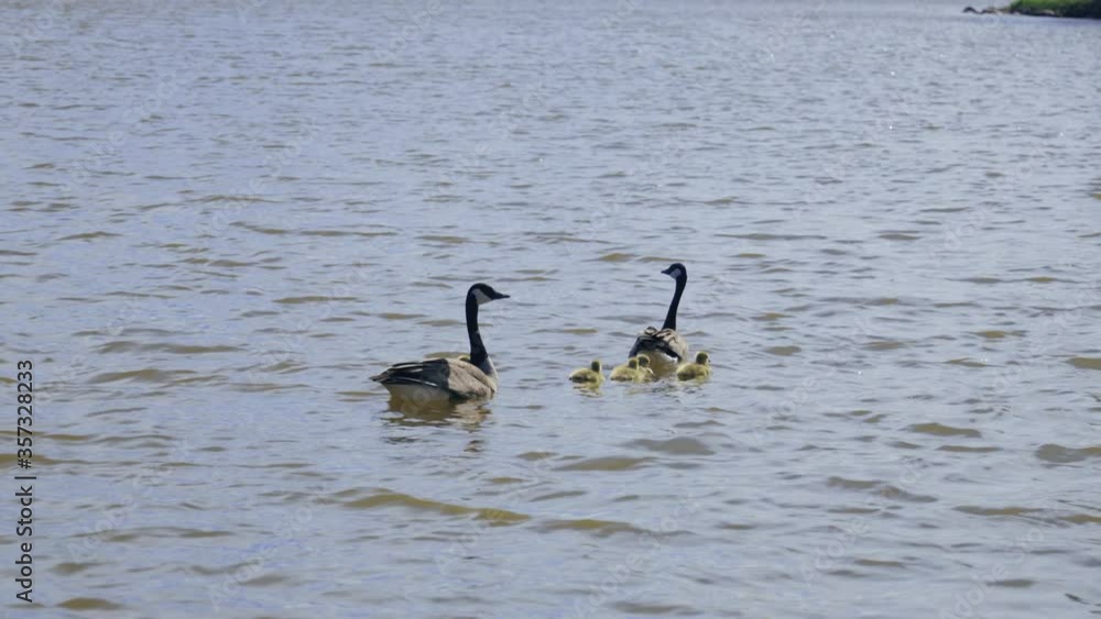 Canadian goose on the water with brood.
Canada Geese live in a great many habitats near water, grassy fields, and grain fields.
