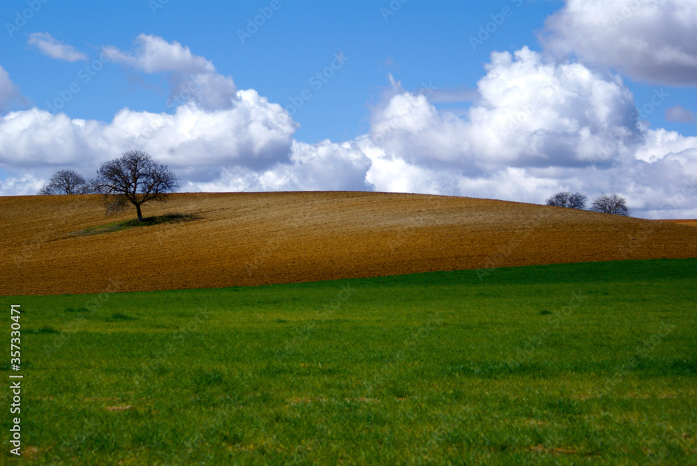 Fototapeta premium Landscape of a tree on a meadow hill with green grass and beautiful cloudy sky with white clouds.