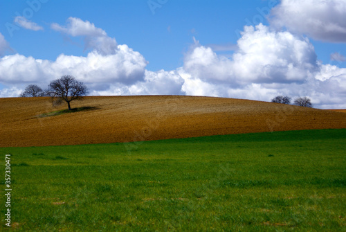 Landscape of a tree on a meadow hill with green grass and beautiful cloudy sky with white clouds.