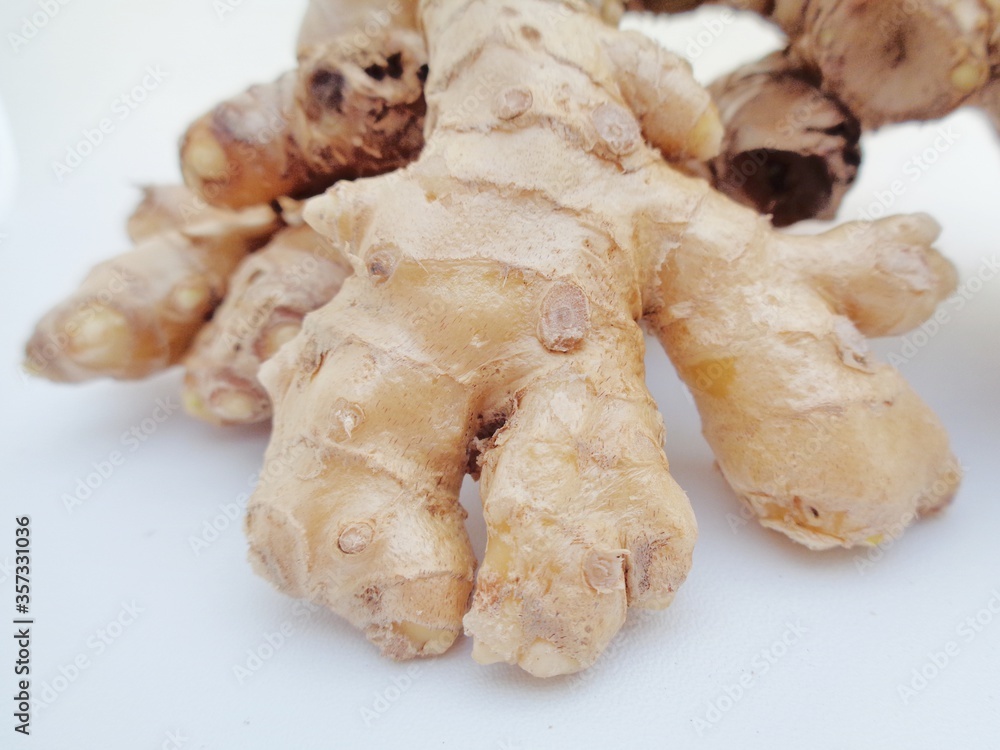 Bitter ginger with white background. Bitter ginger also called Zingiber zerumbet, awapuhi, shampoo ginger, lempuyang and pinecone ginger. Used as food flavoring and appetizers in various cuisines food Bitter ginger with white background. Bitter ginger also called Zingiber zerumbet, awapuhi, shampoo ginger, lempuyang and pinecone ginger. Used as food flavoring and appetizers in various cuisines food