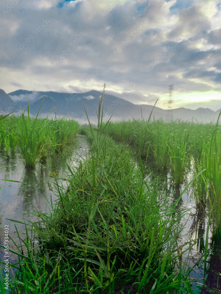rice field in indonesia west sumatera